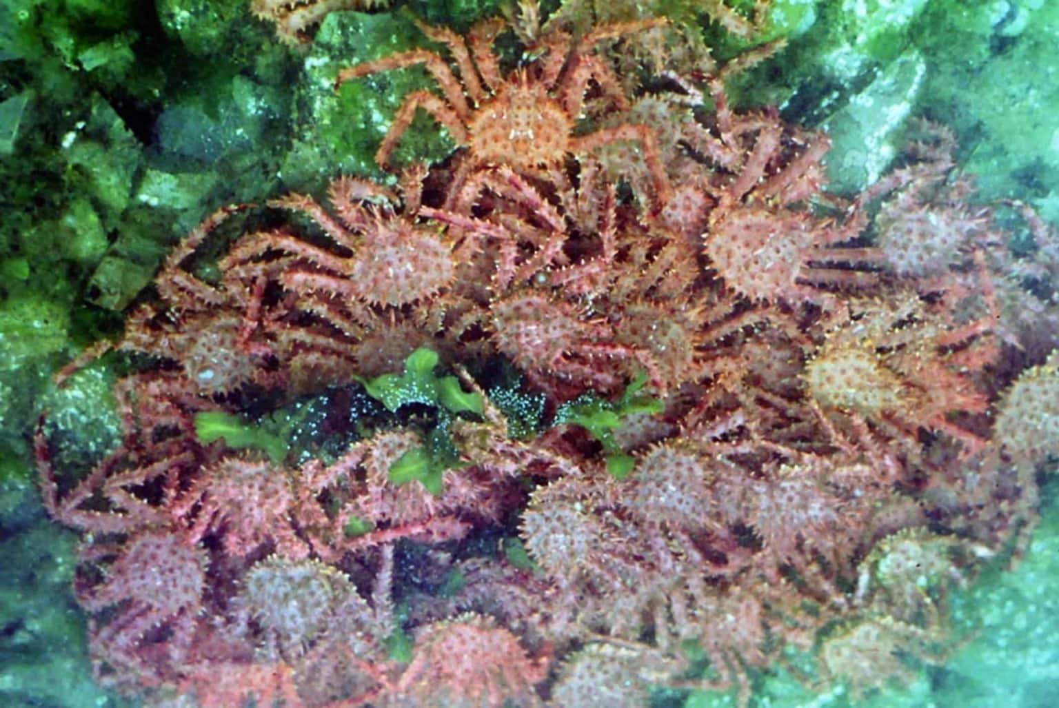King crabs moving across a cold seabed