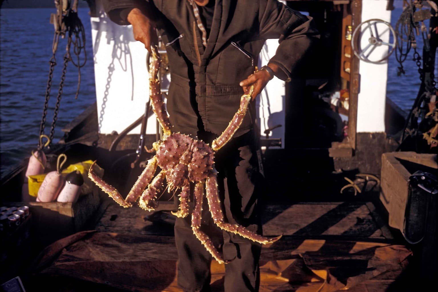 Red king crab showing its rust-red shell and long legs